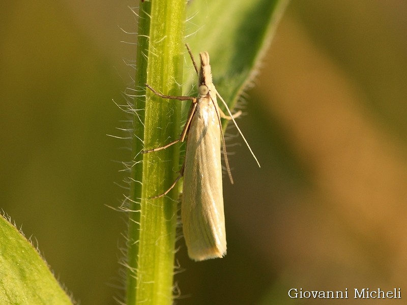 Crambidae da ID